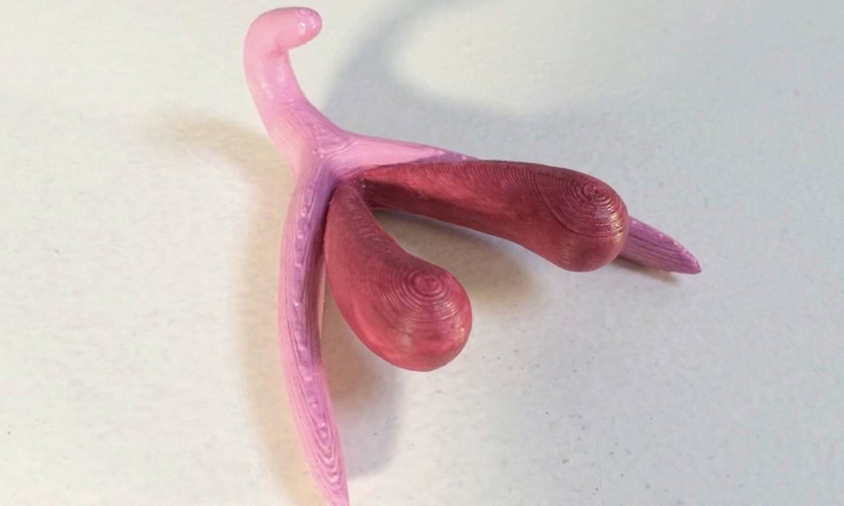 VaginaInfo's tweet photo. This is a 3D model of a clitoris – and the start of a sexual revolution | Minna Salami https://t.co/4Ps5Mbo7X4? https://t.co/Exn6mlT47i