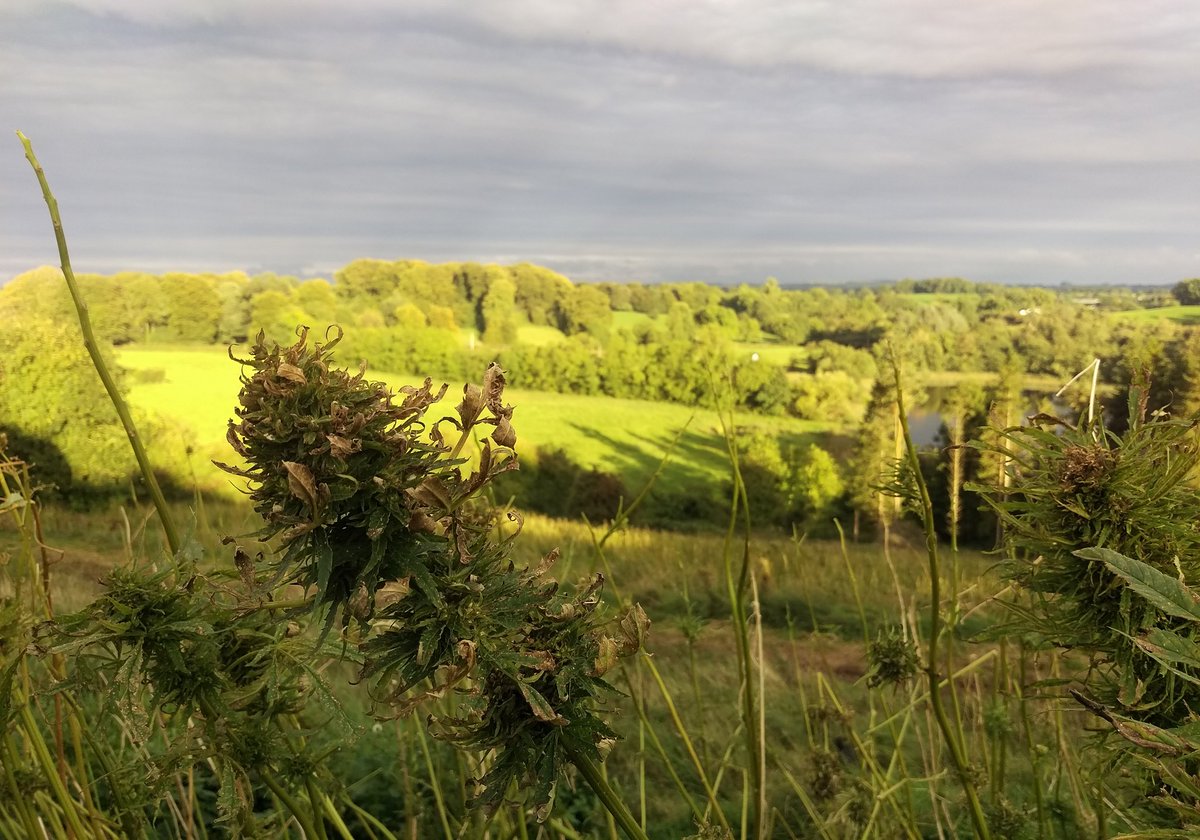StevenKompier's tweet photo. #hempjuice #buildingwithhemp #Ireland soon on @cannabisnewsnet https://t.co/w4Z8pUAYhH