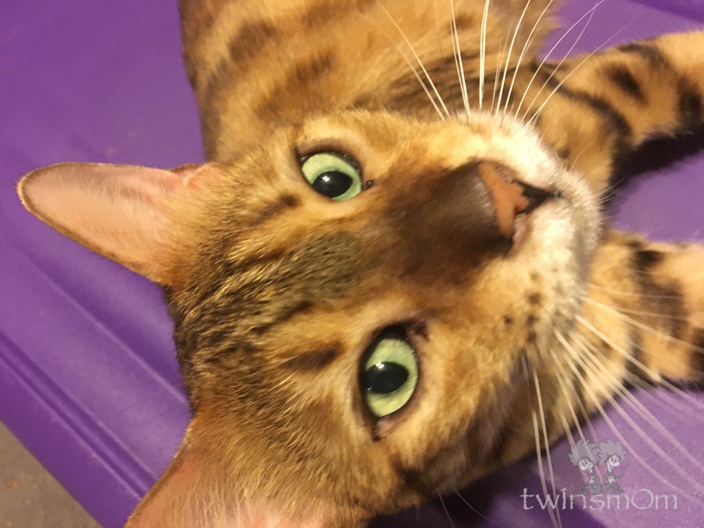 tw1nsm0m's tweet image. #StillTesting