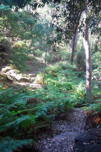 RockdaleEvents's tweet photo. Have a green #weekend! #Binnamittalong Gdns #Bushcare Group meets on Sat. Info @ https://t.co/RMnk4iB4Qz #Rockdale https://t.co/w1co41DgJj