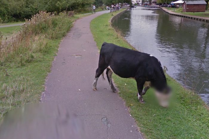 abcnews's tweet photo. #ICYMI: Udder respect as Google Street View automatically blurs cow's face https://t.co/IIfrDoWMcK https://t.co/GHnh62b1ML