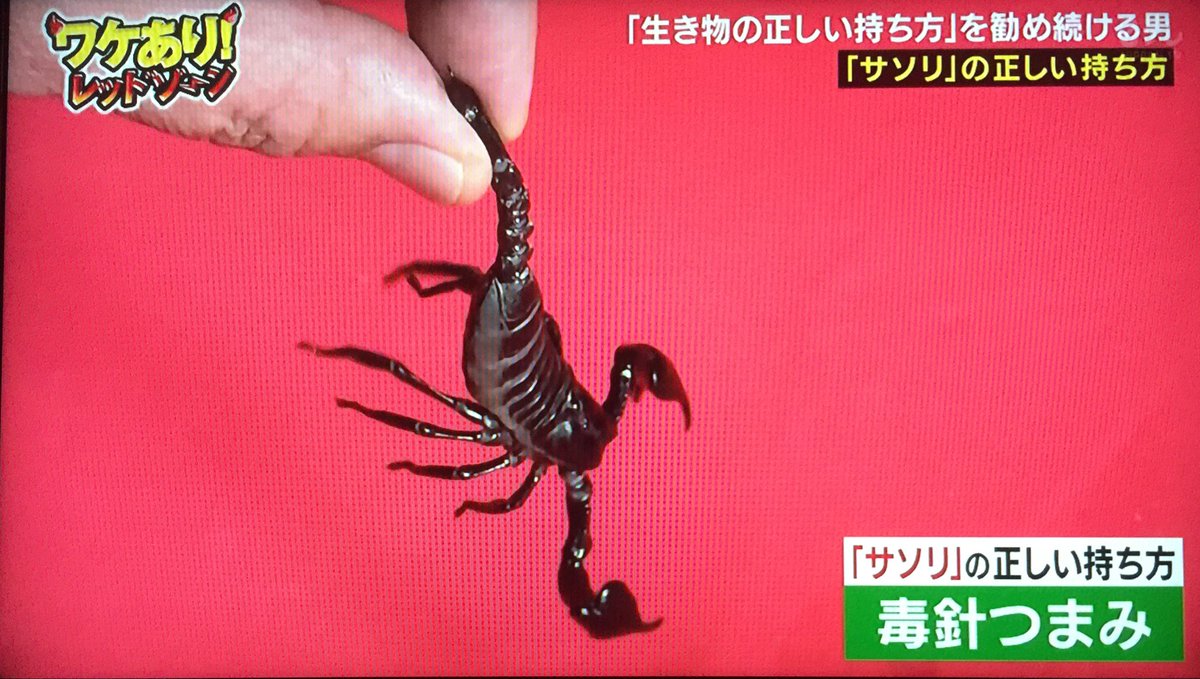 ろろ王国 テレビ En Twitter 虫の正しい持ち方 Https T Co 3gpgdo3k2c Twitter