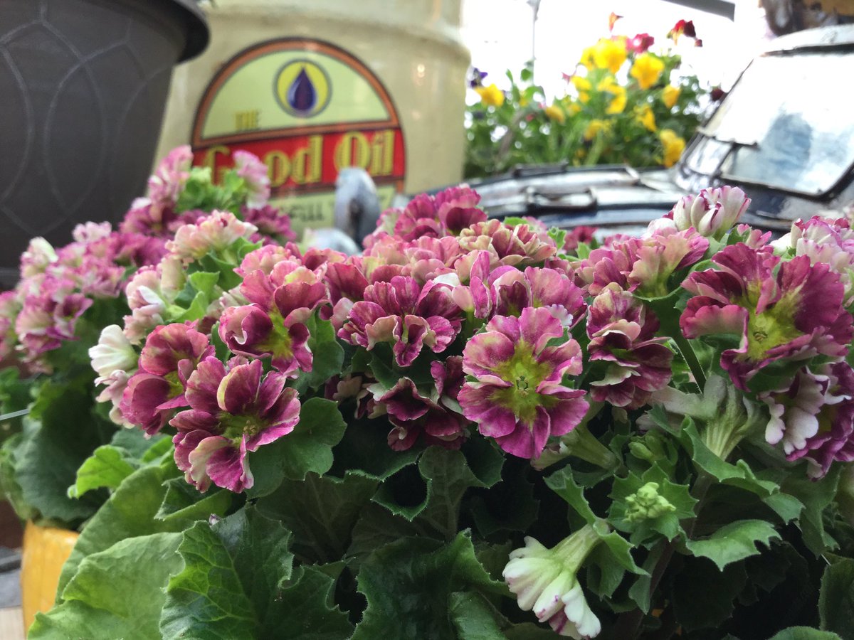 Marcthings's tweet photo. #pricanto #primula @AltonGC @RaelDuijvestijn @Schoneveld_NL https://t.co/z3vSW7iUhW