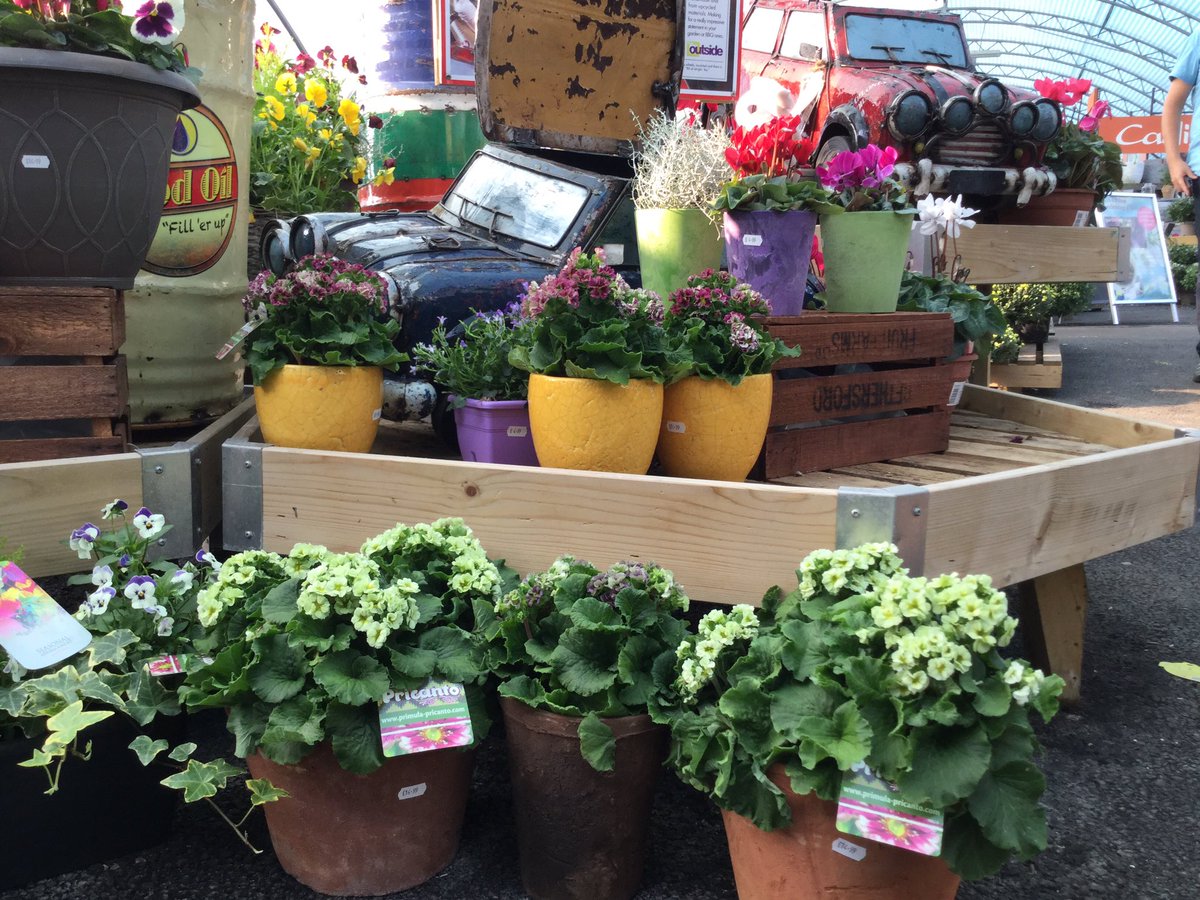 Marcthings's tweet photo. #pricanto #primula @AltonGC @RaelDuijvestijn @Schoneveld_NL https://t.co/z3vSW7iUhW