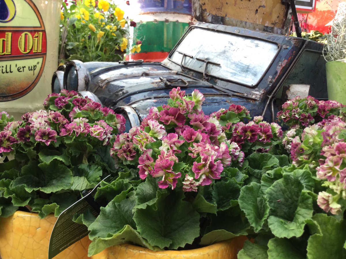 Marcthings's tweet photo. #pricanto #primula @AltonGC @RaelDuijvestijn @Schoneveld_NL https://t.co/z3vSW7iUhW