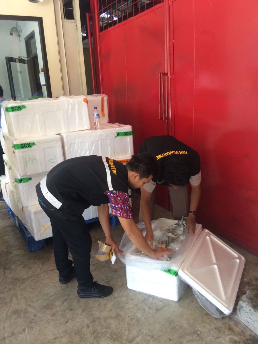 Pengawasan Ekspor MP nener
Jumlah: 40 box Tujuan Philipines
Via: MH714 @HumasBkipm <a href="/rinajanwar2201/">Rina</a>