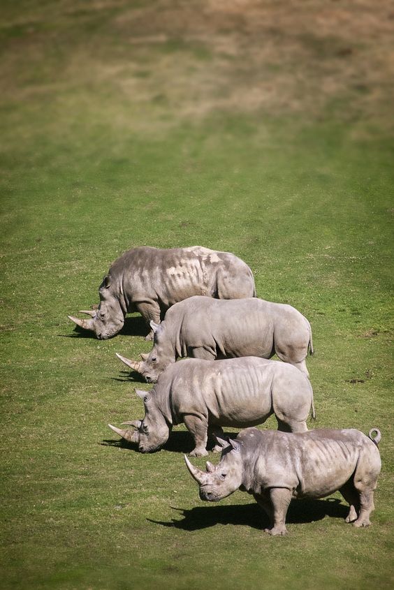 TroySeer's tweet photo. Let's keep rhino safe. Support anti-poaching efforts Sep 22 - https://t.co/F0CIXjtlSa #Every8 #WorldRhinoDay https://t.co/zzaCix3IPi