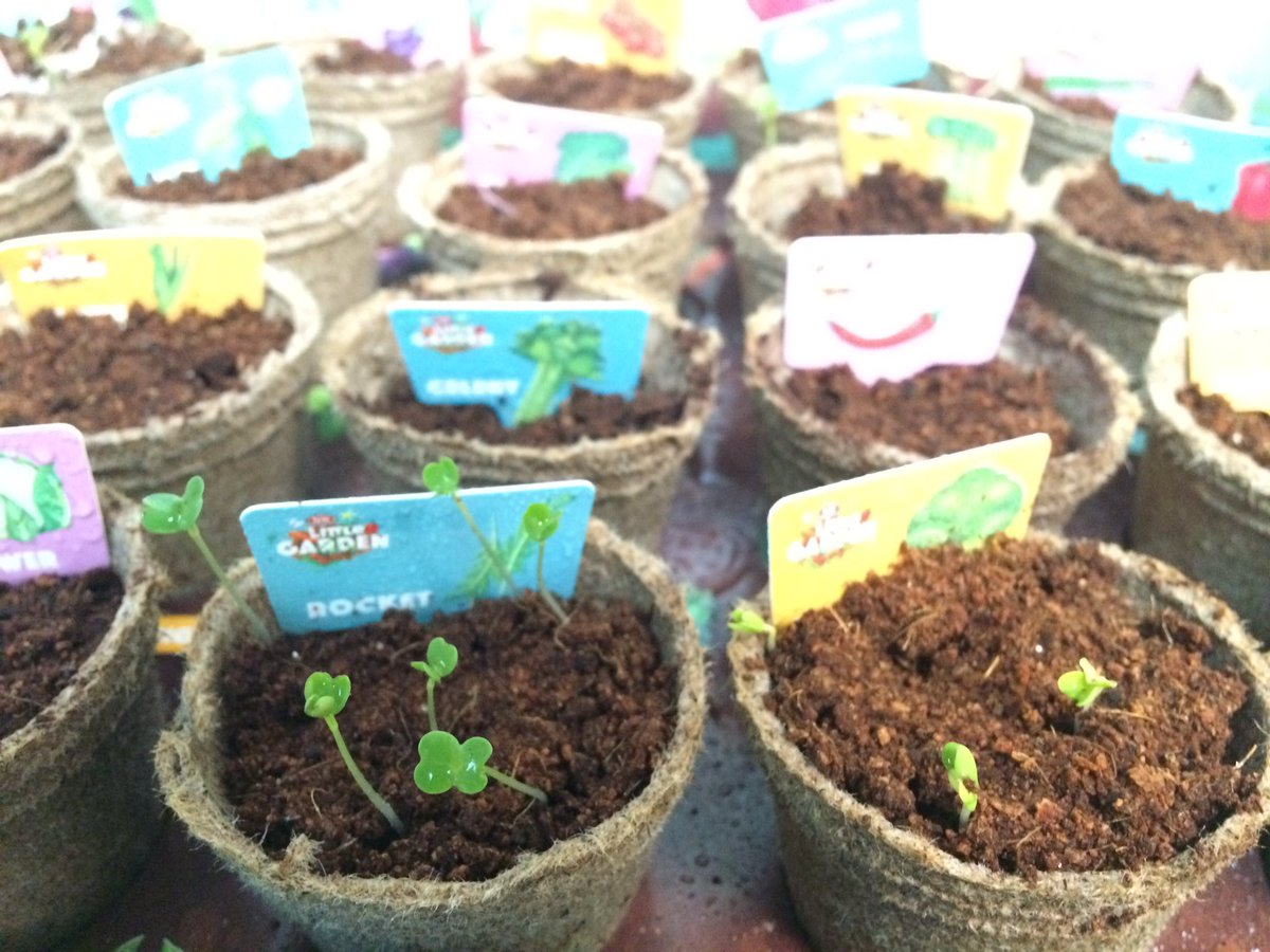 pinksicle's tweet photo. Sprouts!! We've had some VERY excited 5 year olds (the parents &amp; teachers have been a bit excited too) @schoolkitnz https://t.co/tLcEpKoa1d