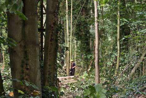 Kettingzaag schept lucht en licht in kleibos dlvr.it/MGl1H3