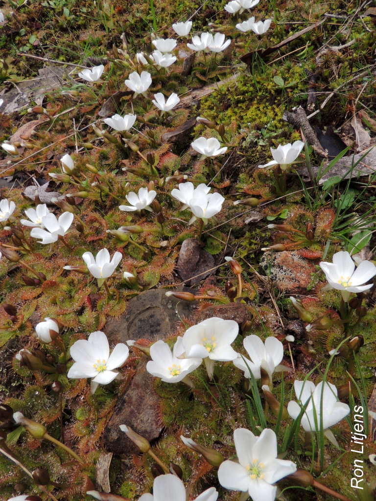 EuroaArb's tweet photo. Flowers are bursting forth as is the BioDivSpring calendar. Version 5 out now. https://t.co/kDEznpRLHJ #BioDivSpring https://t.co/4owJAxsyn4