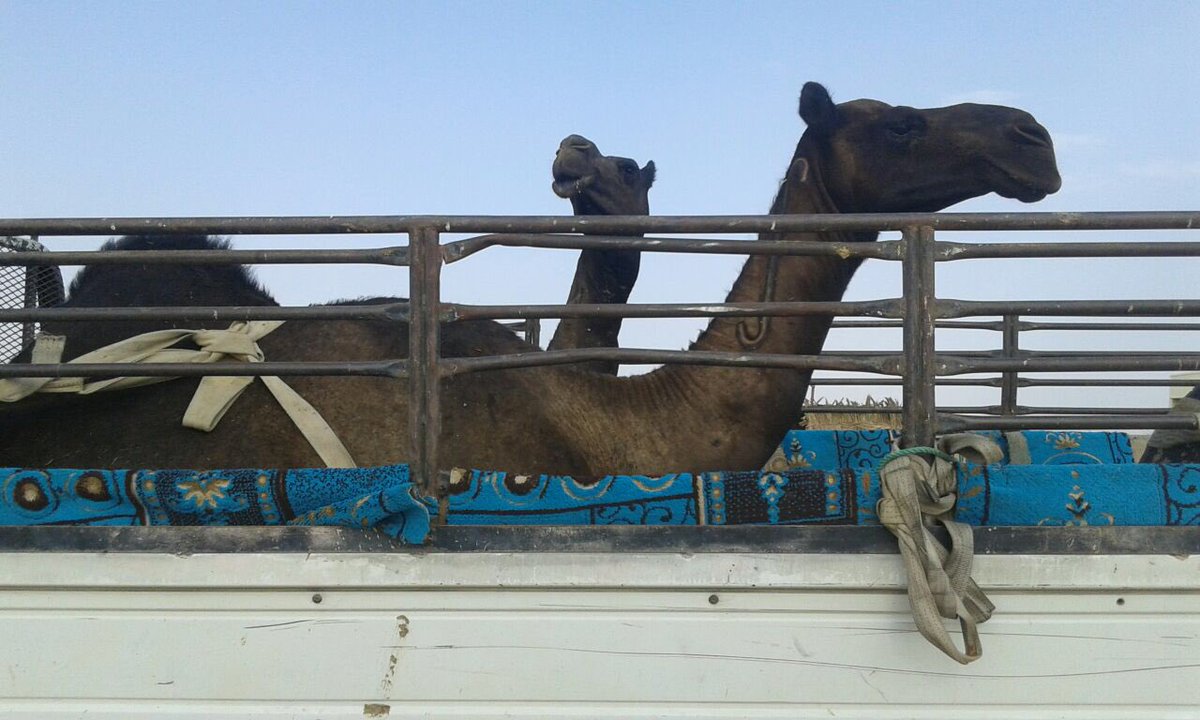 osaimi_tr's tweet photo. هديه الشيخ خالد العقيلي لضيف القبيلة البطل عواض خليف المهيمزي الرشيدي في حفل تكريم أبناء العصمه المنقذين والمصابين https://t.co/IPLRLMwksh