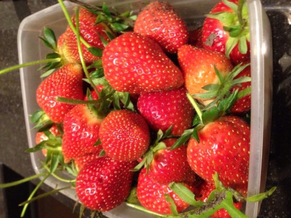 pumps_en_prei's tweet photo. Tja. Alleen de aardbei deed t. Wel een #makkelijke #moestuin maar ook n #mislukte #moestuin https://t.co/K3PVD2b9gx https://t.co/6A0nHZy27b