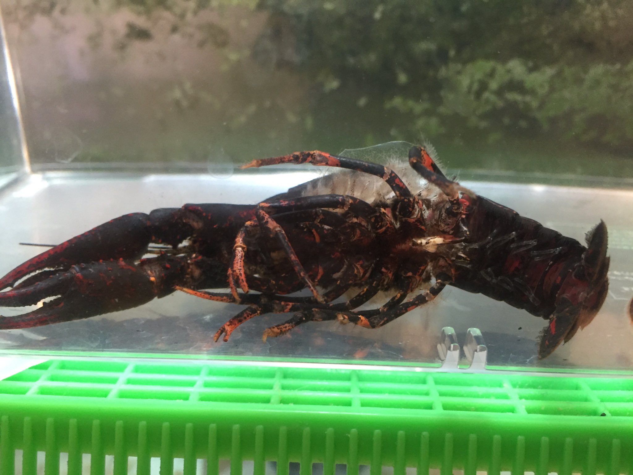 Dr T 黒いザリガニ脱皮したら普通のザリガニになったw 予想通り汚れw 亀の水槽に移動して貰おうw