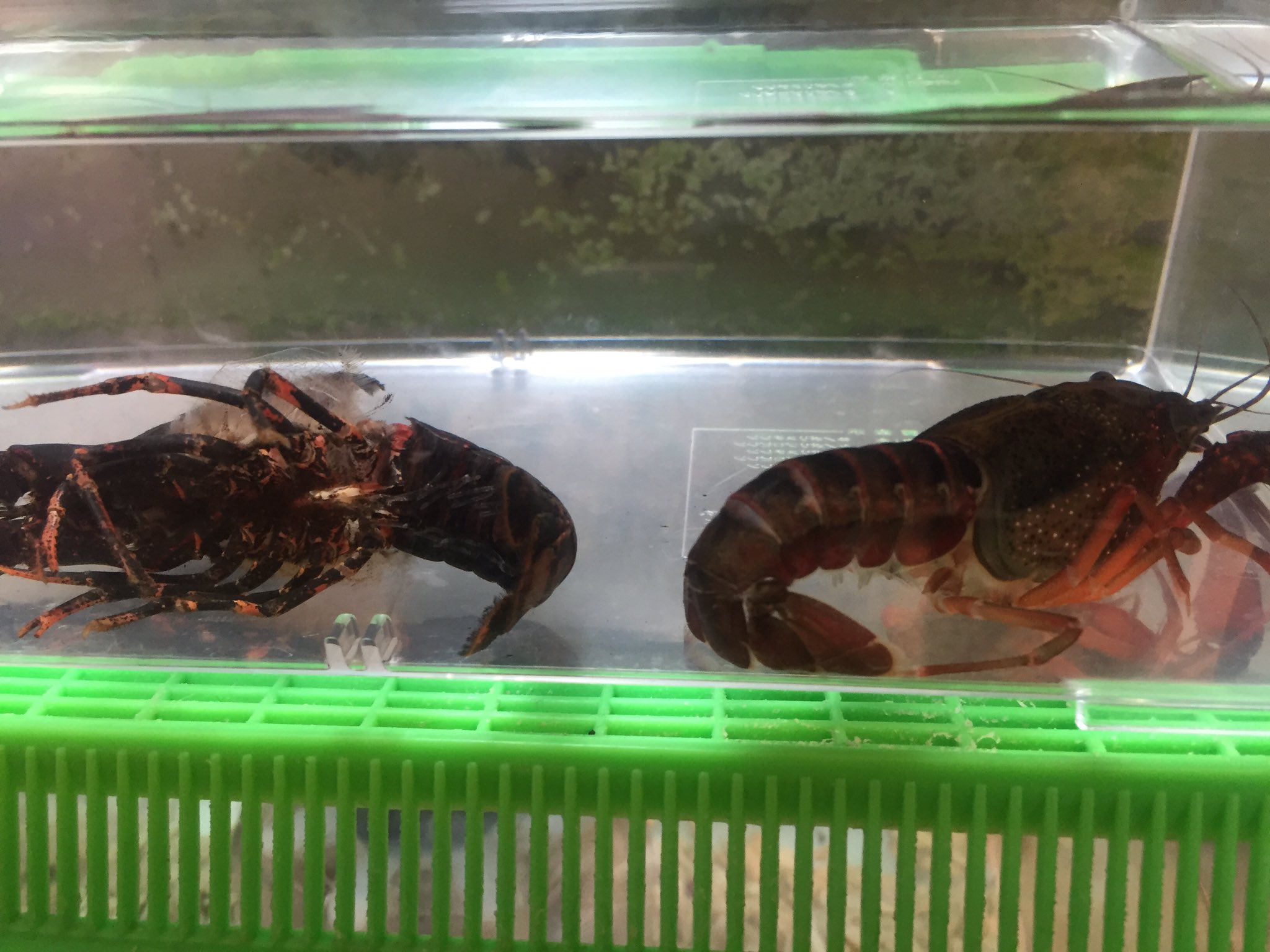 Dr T 黒いザリガニ脱皮したら普通のザリガニになったw 予想通り汚れw 亀の水槽に移動して貰おうw T Co Slxk6xxolw Twitter Dr T 黒いザリガニ脱皮したら普通のザリガニになったw 予想通り汚れw 亀の水槽に移動して貰おうw T Co Slxk6xxolw Twitter