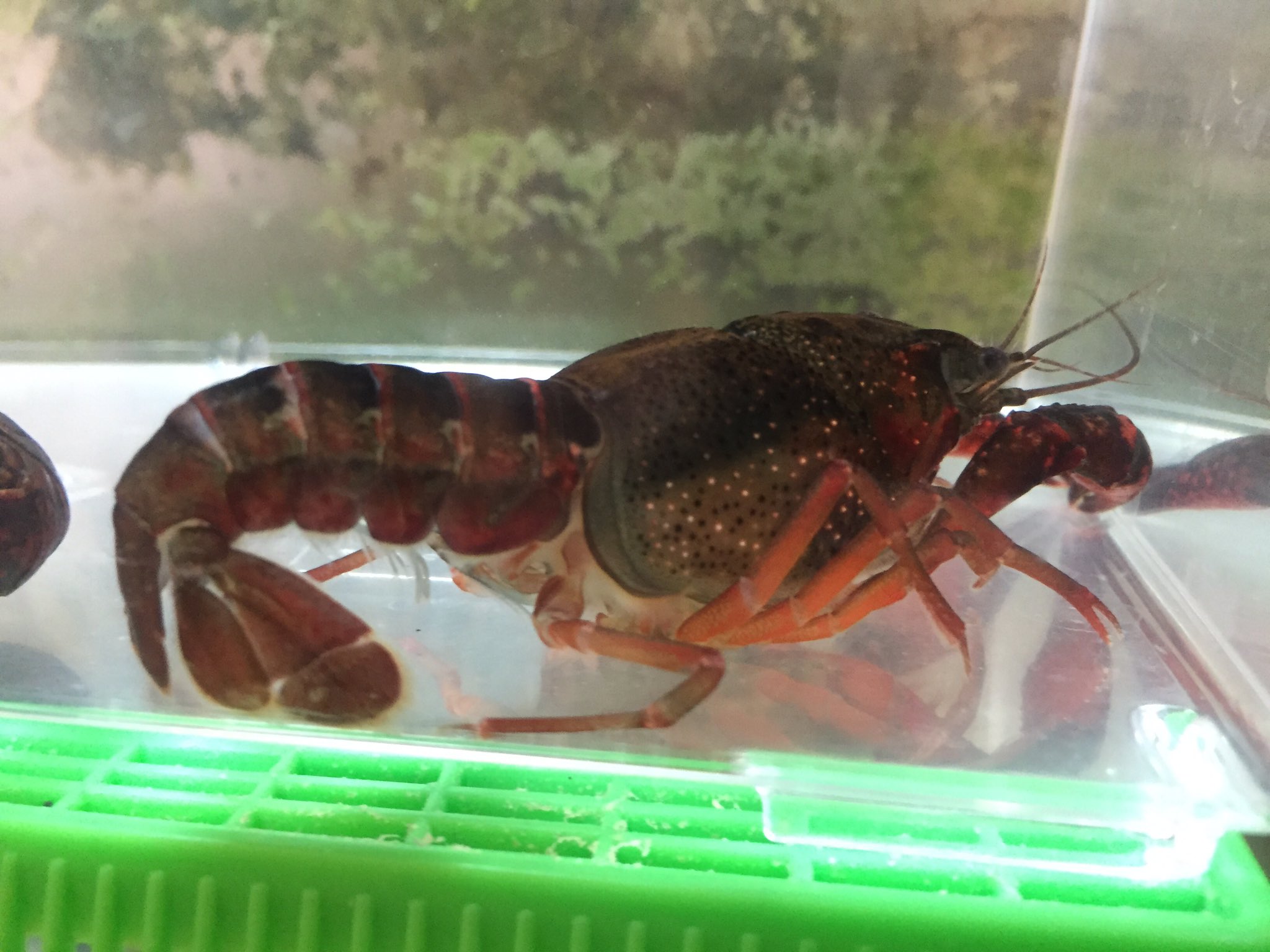 Dr T 黒いザリガニ脱皮したら普通のザリガニになったw 予想通り汚れw 亀の水槽に移動して貰おうw