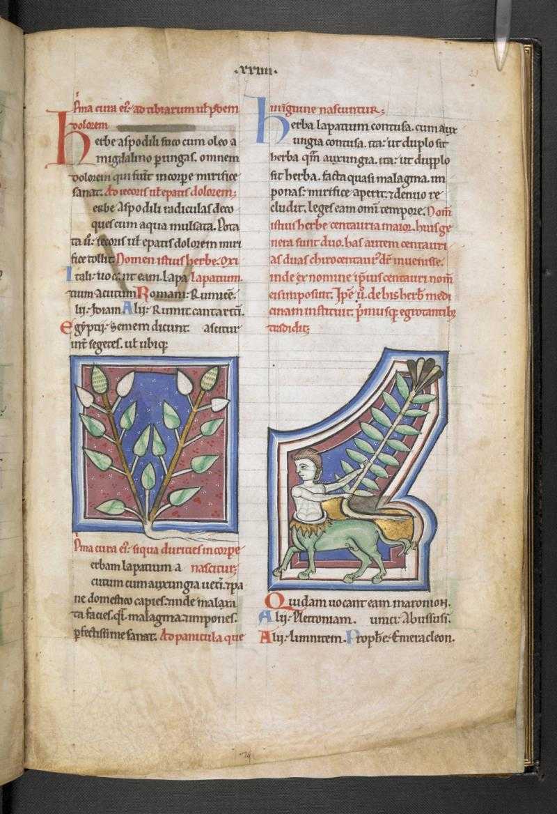 BLMedieval's tweet photo. Things you didn't know #3 Fern, mixed with wine, is a good treatment for wounds https://t.co/UYrF6l4rqY https://t.co/9TW9R8i8WE
