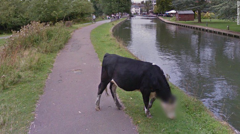 CNN's tweet photo. Mysterious cow milks its five minutes of fame on Google Street View https://t.co/bgt4NJZRXP https://t.co/9dnELmVbXB