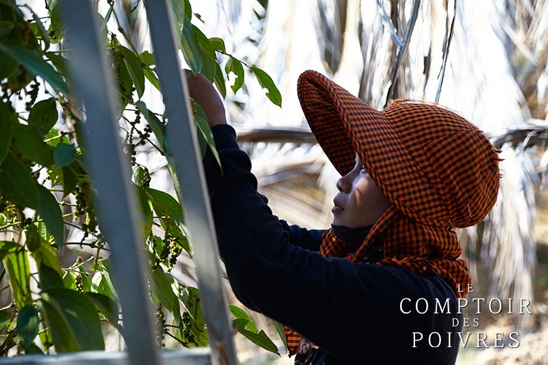LCDPoivres's tweet photo. Perchée sur un escabeau, la cueilleuse récolte minutieusement les grains de #poivre de #Kampot. #cueillette https://t.co/ptF0A1VzXg