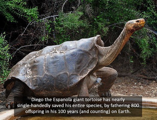 ScienceAlert's tweet photo. Go Diego, Go! Learn more at the link in our bio. 📷: AFP #diego #science #animals #sciencea… https://t.co/Jx6U1uqQnq https://t.co/l6vMSQJR0X