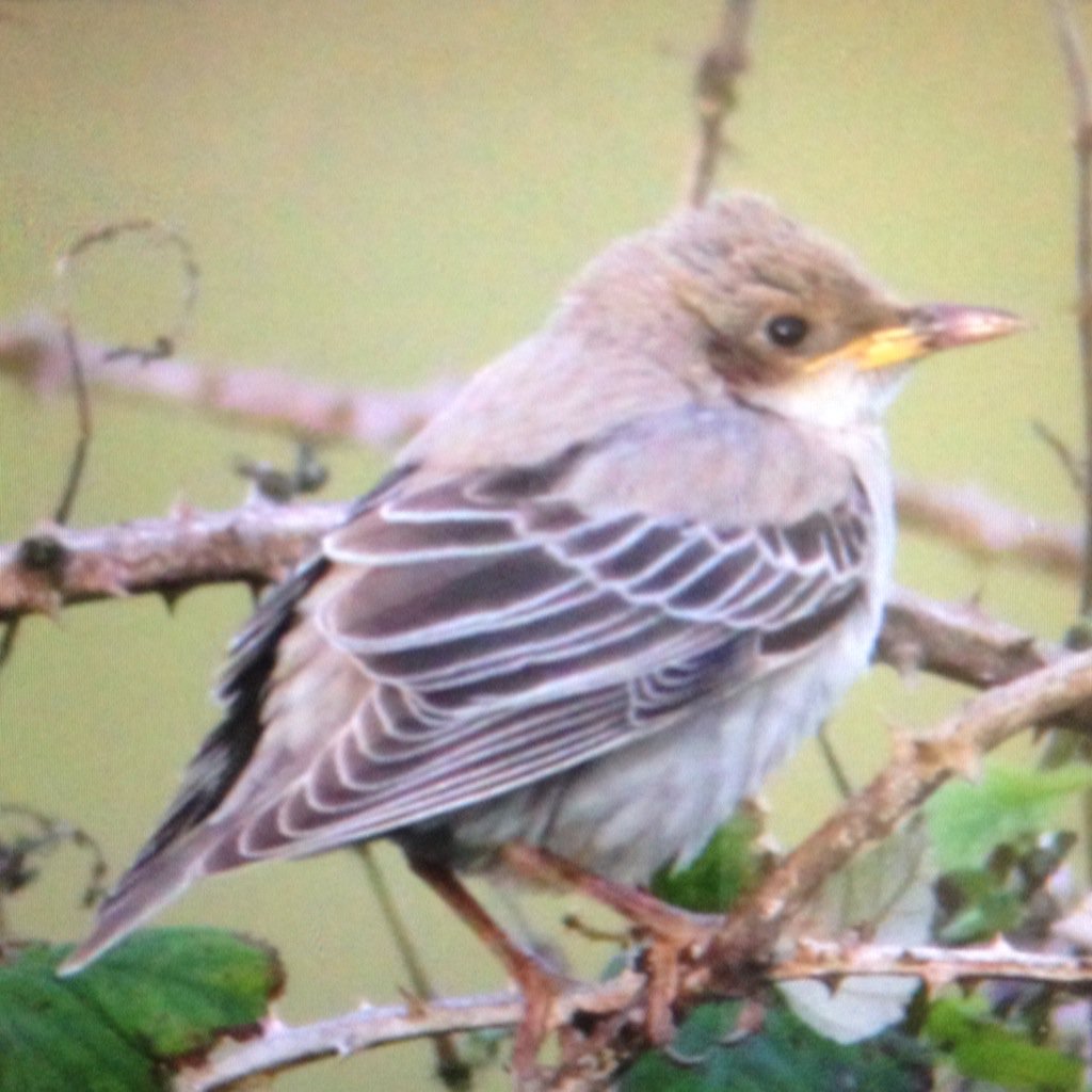 DickCoombes's tweet photo. @corkbirdnews Juv Rose-coloured Starling still at Olly Gully, Cape this AM. https://t.co/WklHIOvfCy