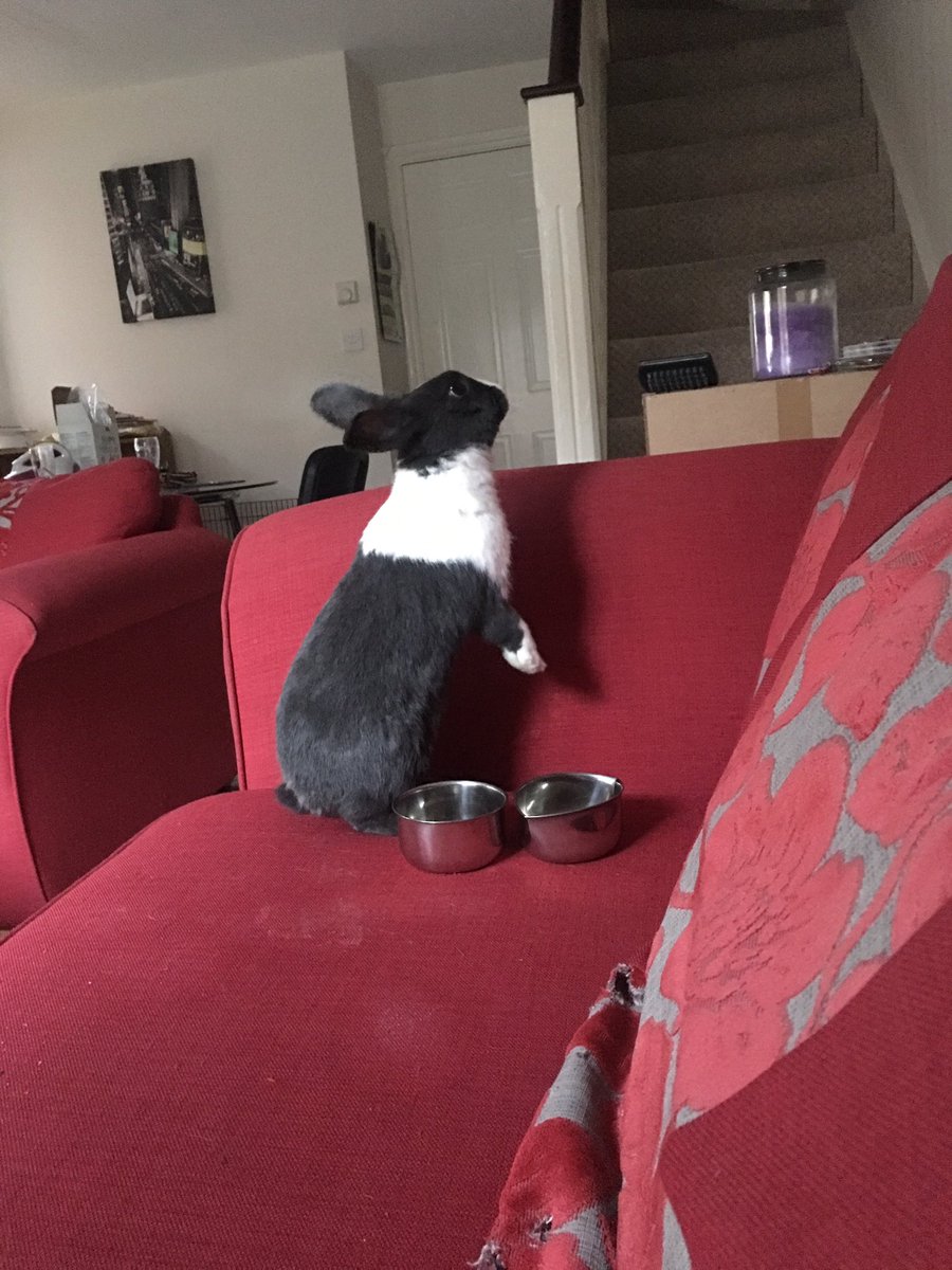 WafflesWillow's tweet image. Sorry we has been a little quiet recently. Human hasn't been very well but we are all ok. #rabbits #sofarabbit 🐰🐰