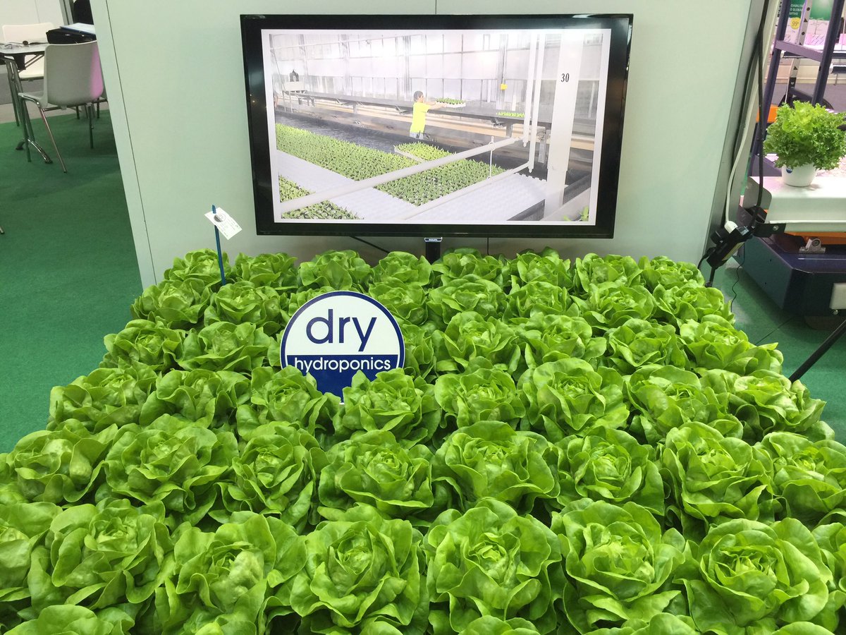 Dry_Hydroponics's tweet photo. #shelflive #hydroponics still looking great, 6 days after "harvesting" #processable #quality https://t.co/52XHIOUwaq
