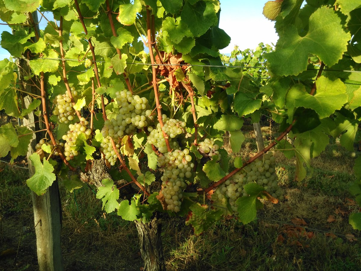 MJPerromat's tweet photo. Bon courage à nos équipes #vendanges2016 #BeauregardDucasse #GravesBlanc @VinsdeGraves https://t.co/FW84hu37Lp
