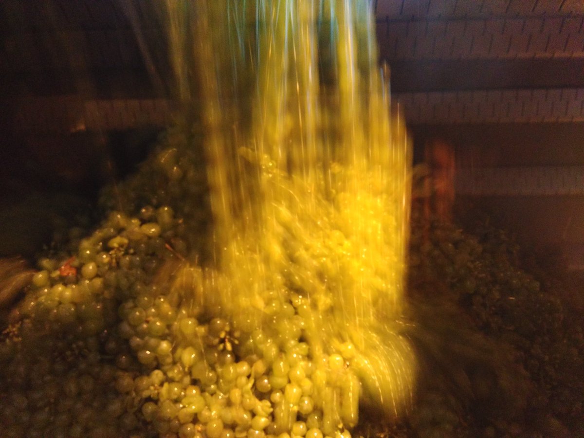 MJPerromat's tweet photo. Bon courage à nos équipes #vendanges2016 #BeauregardDucasse #GravesBlanc @VinsdeGraves https://t.co/FW84hu37Lp