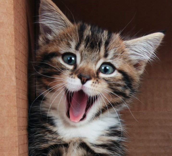 CPCatChampions's tweet photo. Have you got that #FridayFeeling? We hope all our fantastic #catchampions have as this is what your support does <3 https://t.co/NmIEFzSGQu