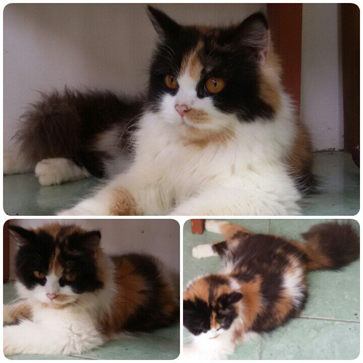gitAnindhita's tweet photo. yang minat adopsi DM me... https://t.co/UJeGHK26yH