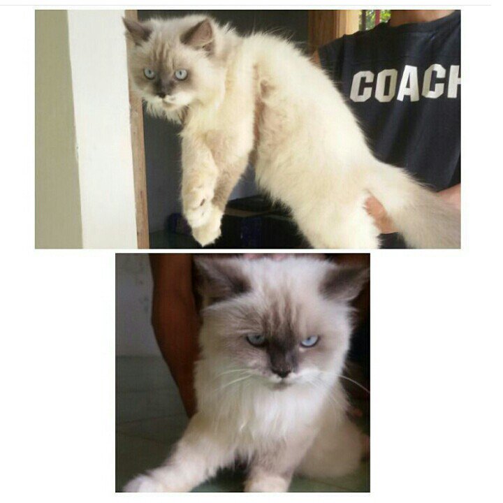 gitAnindhita's tweet photo. yang minat adopsi DM me... https://t.co/UJeGHK26yH
