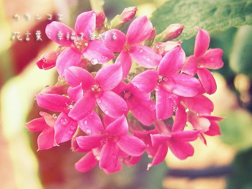 Twitter पर 君に贈る誕生花 10 17 カランコエ 花言葉 幸福を告げる 10 18 ブバルディア 花言葉 幸福な愛 10 19 ベラドンナリリー 花言葉 ありのままの私を見て 10 リンドウ 花言葉 愛らしい Twitter पर 君に贈る誕生花 10 17 カランコエ 花言葉 幸福を告げる 10 18 ブバルディア 花言葉 幸福な愛 10 19 ベラドンナリリー 花言葉 ありのままの私を見て 10 リンドウ 花言葉 愛らしい