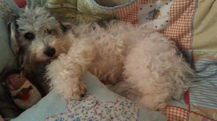 Hornstone workshop guard dog /  pampered pooch! having a late start #fridayfeeling 
#duvetday