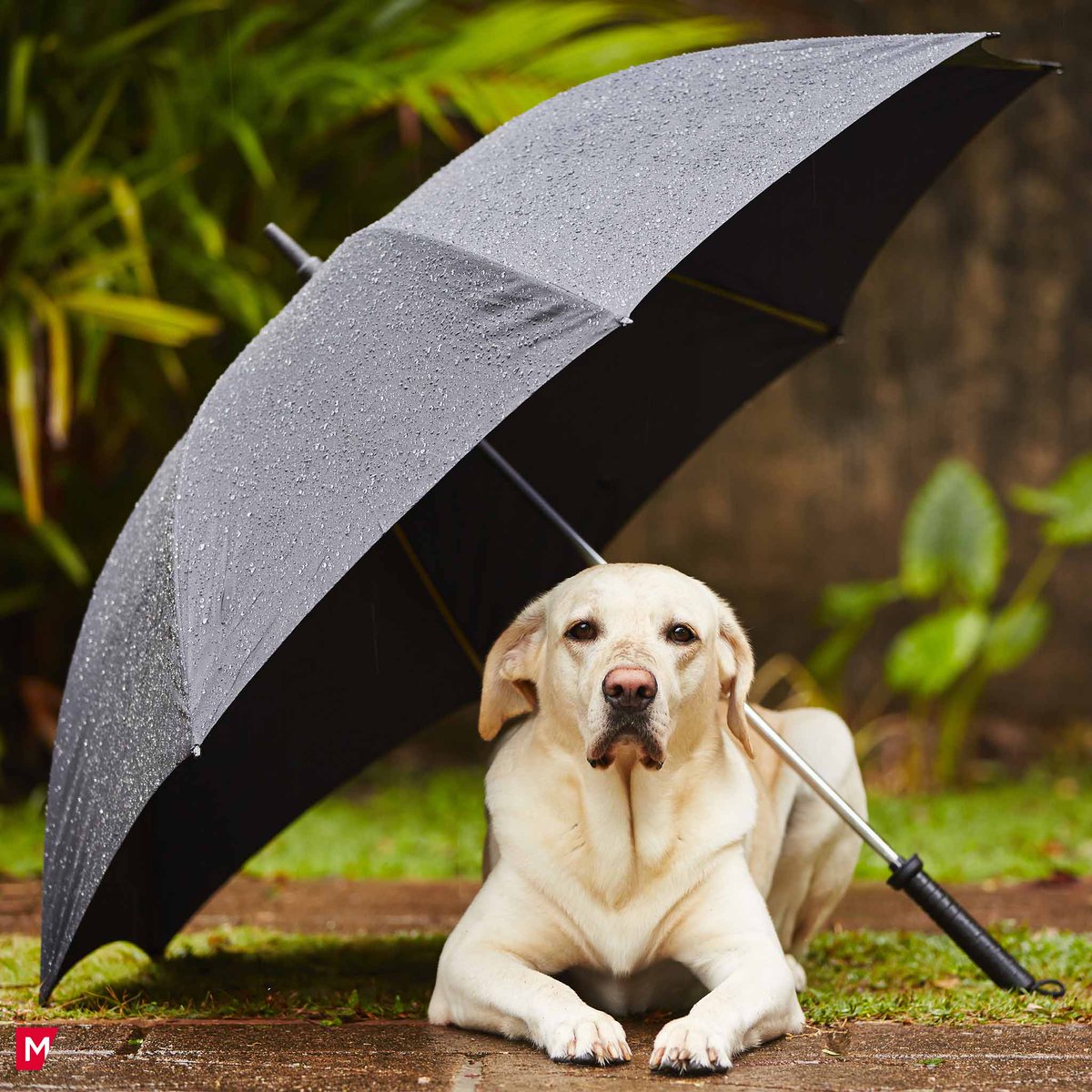 MariaCasinoUK's tweet photo. Dull Warning Sign No.16: Your best friend is an #umbrella. #EscapeFromDull https://t.co/kFcHKYVlbh