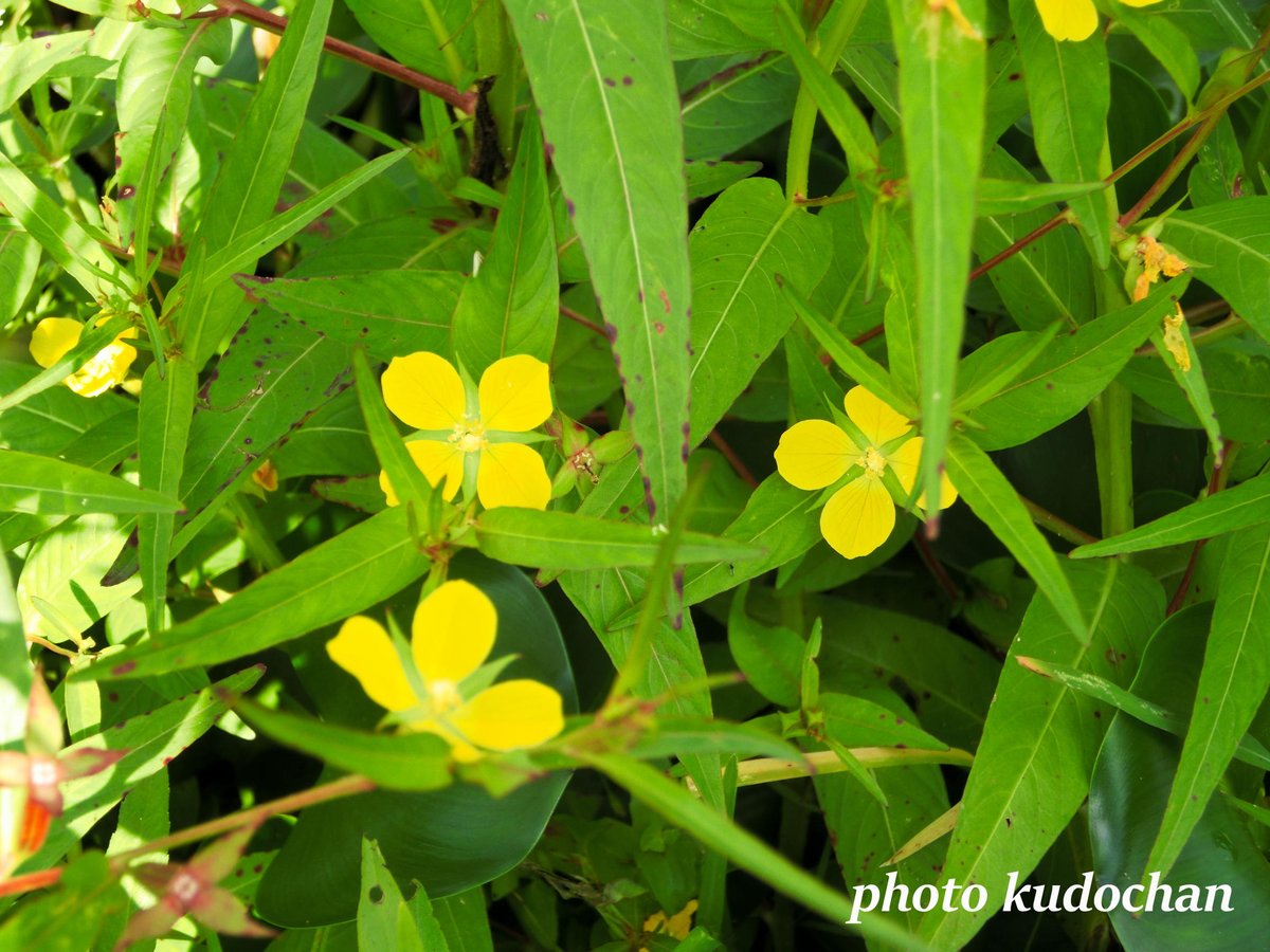 Kudochan 幸せの黄色い花かも 黄色い四つ葉のクローバーみたい 良い事があるかもしれませんね ヒレタゴボウ 幸せ