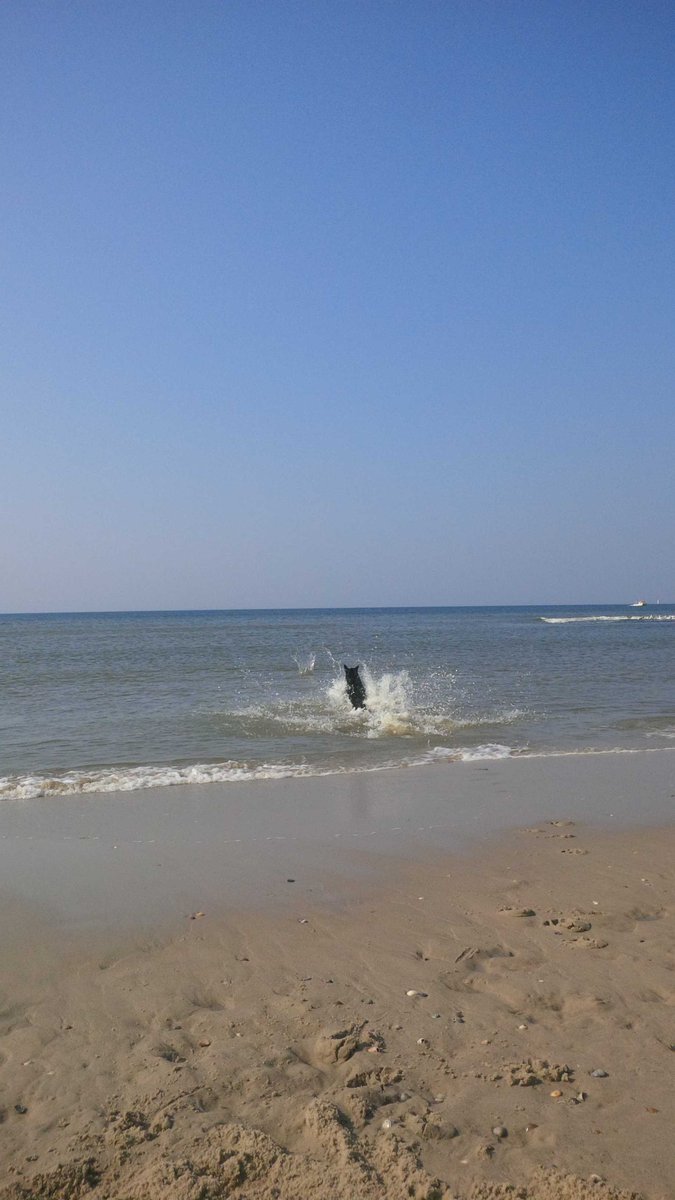 Turn the dog into a seal