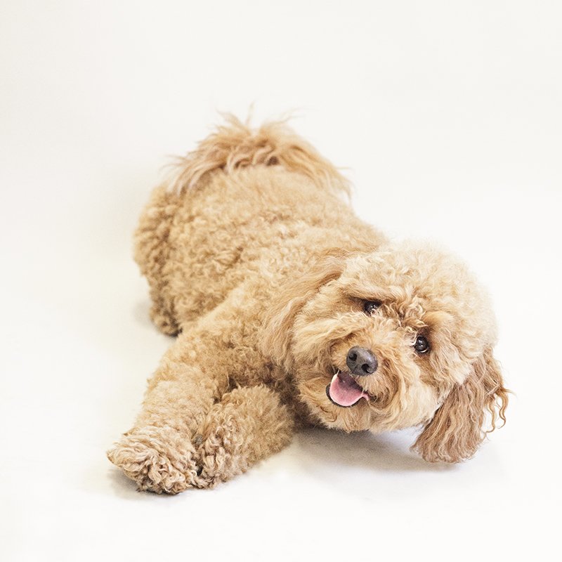 AllGoodDogFood's tweet photo. Sign up for our #dogtraining classes with @MeetYourMutt on our website https://t.co/iXPkwVdi0u. #TorontoDogs #DogsTO https://t.co/bObB1iblm1