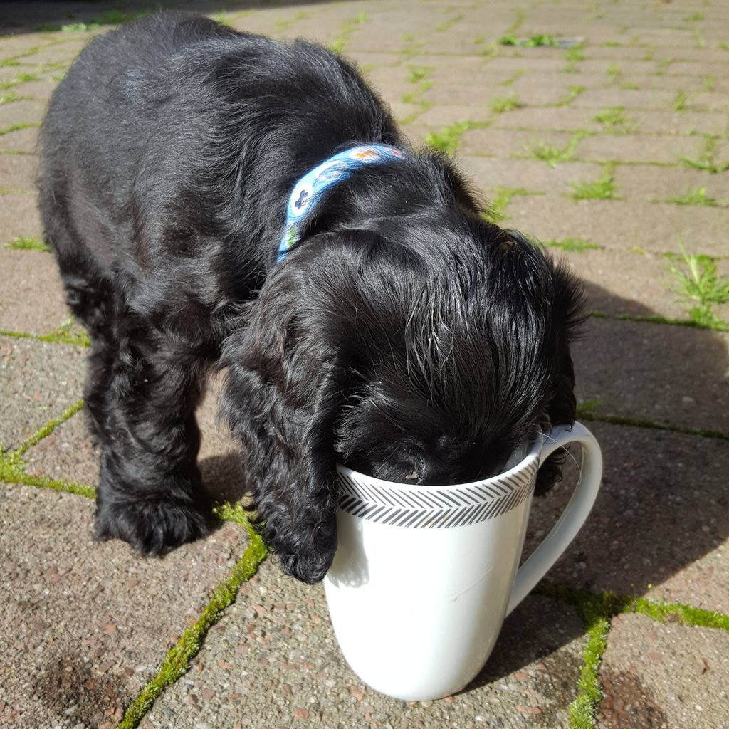PreciseEventsuk's tweet image. Barney is having that Friday feeling and enjoying a brew! #cockerspaniel #eventsdog #barney