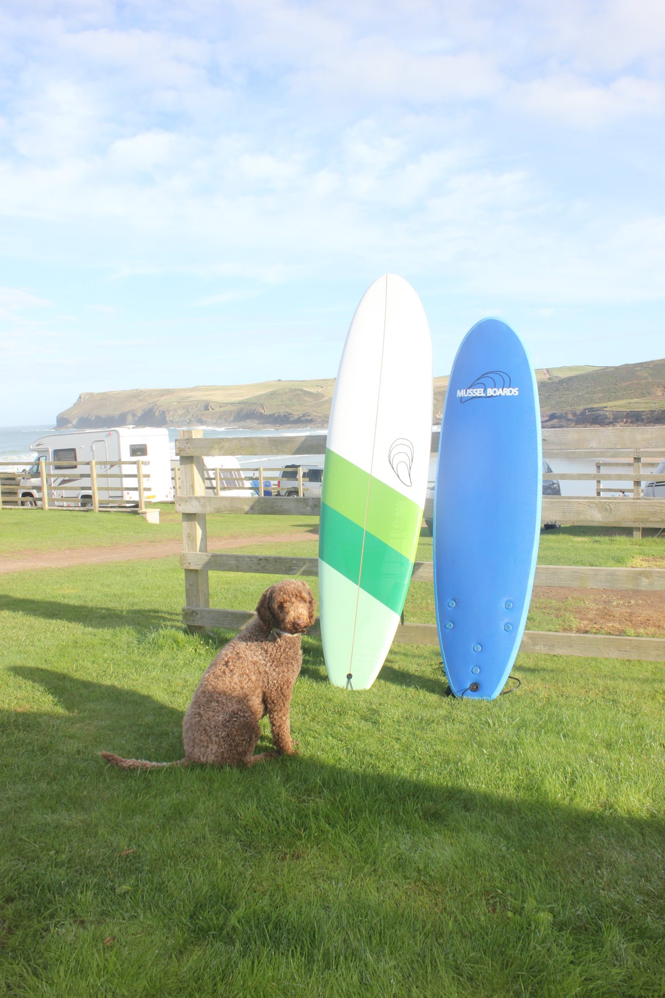 Mussel Boards on Twitter "Is your Hound Ready ! surf surfing 