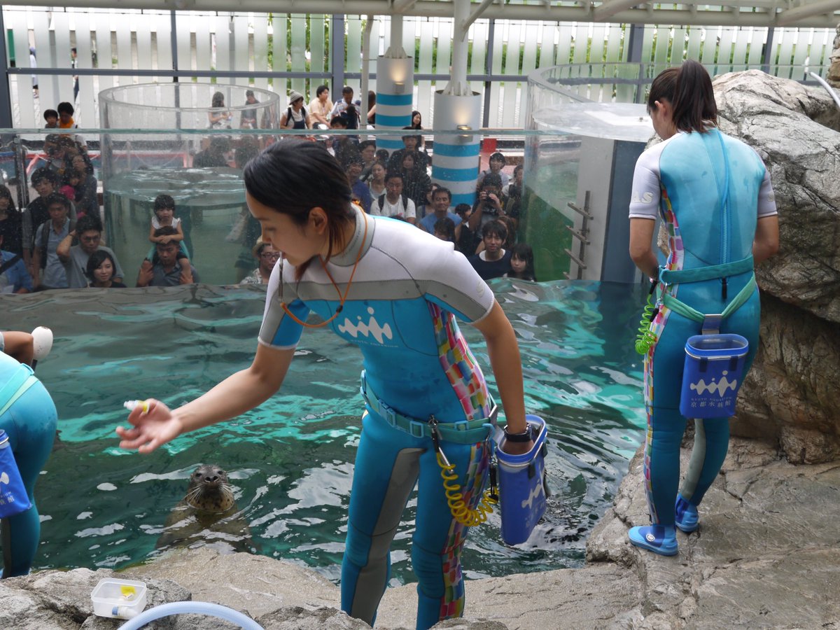 ｔｏｍ ｈ Auf Twitter 京都水族館を観に行き アザラシのエリアでは 餌やりが行われていて イルカショーでも活躍されていた ウェットスーツを着たスタイルの良い美人の飼育係のお姉さま達がアザラシと戯れていて めっちゃ可愛かったです T Co Nes8zufrwt