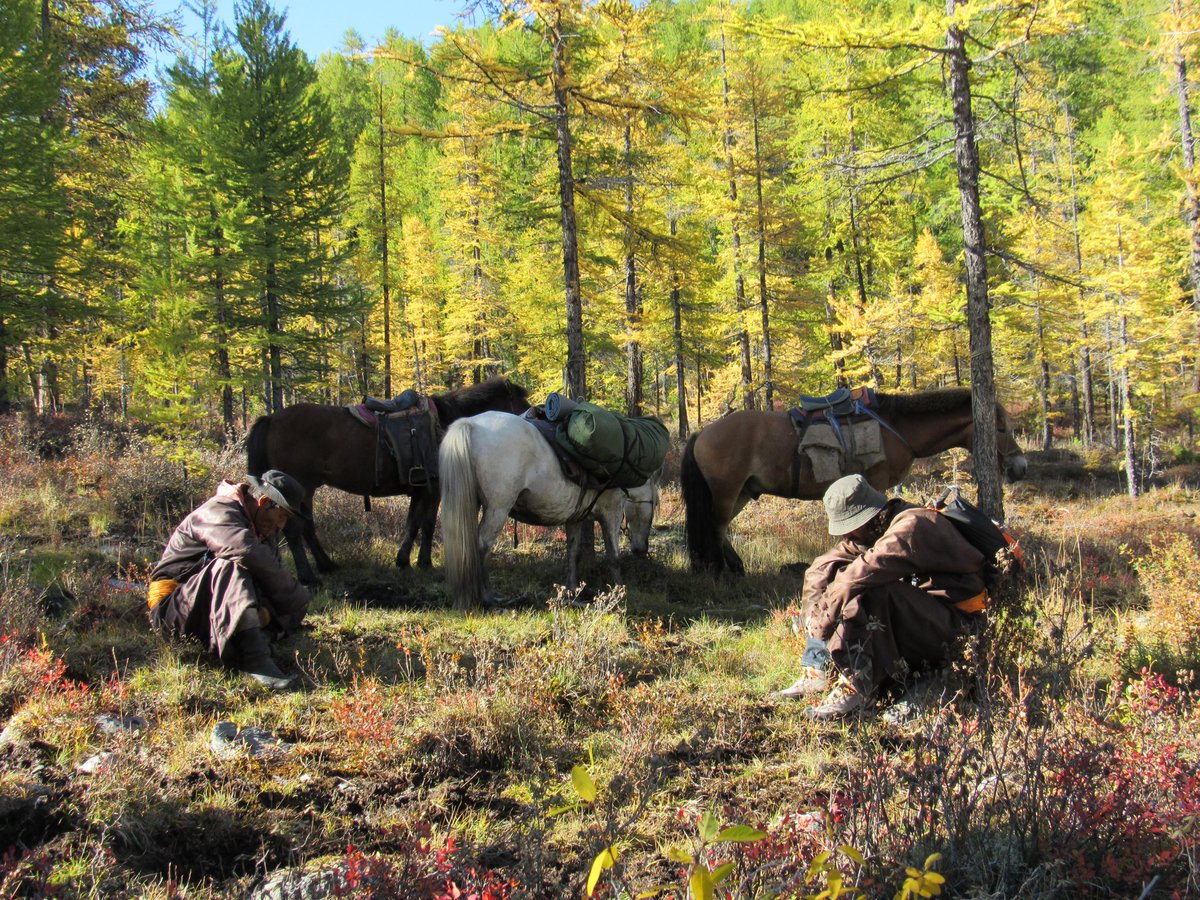 IdreTour's tweet photo. Our transportation, shelter &amp; kitchen utensils. We've camped for 3 nights in taiga, the north of #Mongolia #Idretour https://t.co/vIVryqCIzp