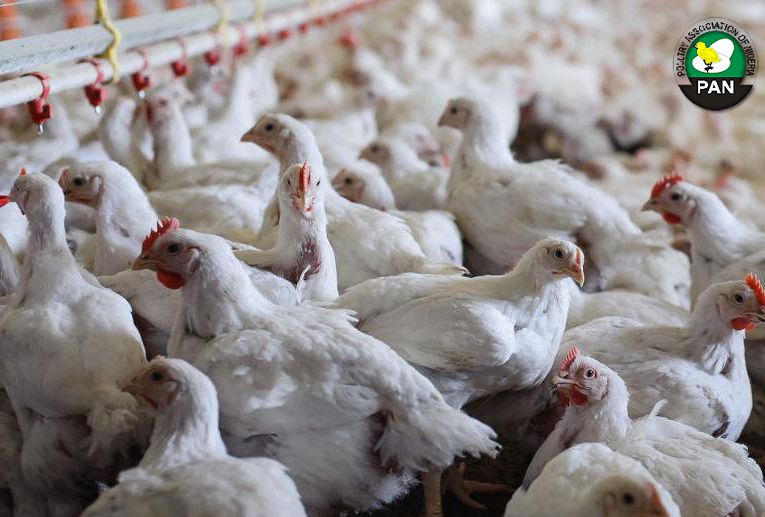 poultryng's tweet photo. #Coccidiosis causes bloody droppings in birds under 10 weeks. May result in death if untreated. #health #poultry https://t.co/bIYCY7GNpm