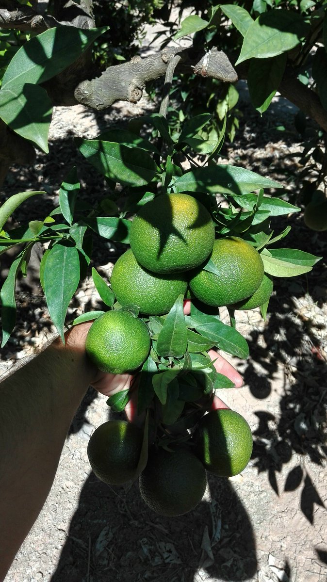 Redoneta's tweet photo. Las mandarinas de la casa (variedad oronules) https://t.co/83MBEEB0mQ