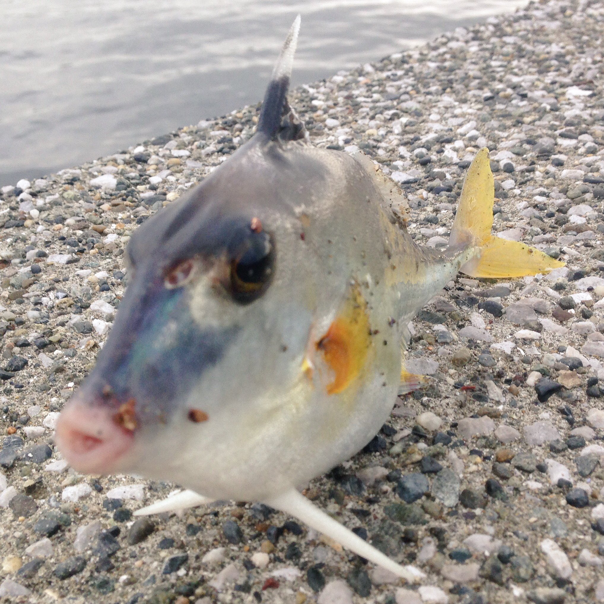 東京海洋大学 水産生物研究会 忌々しい定期試験が終わりました 写真はギマという魚です 腹鰭が大きくて硬いトゲになっています そのため陸上でもトゲが三脚の役割をして 抜群の安定感で立ちます テストの点数もこれくらいの安定感があるといいです