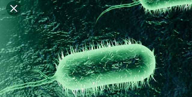 lauraestevea's tweet photo. @BIOJSGervasi #microbiologia #bacteris El bacteri gramnegatiu Vibrio cholerae provoca Còlera. #lauraesteve https://t.co/zqGeesbBrx