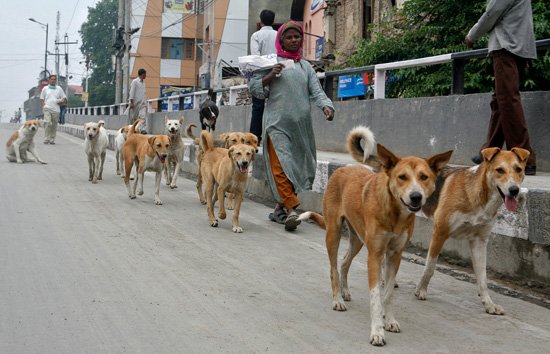 csrupaal's tweet image. after trending #ArnabModiKaKuttaHai dogs are going to jantar mantar for dharna