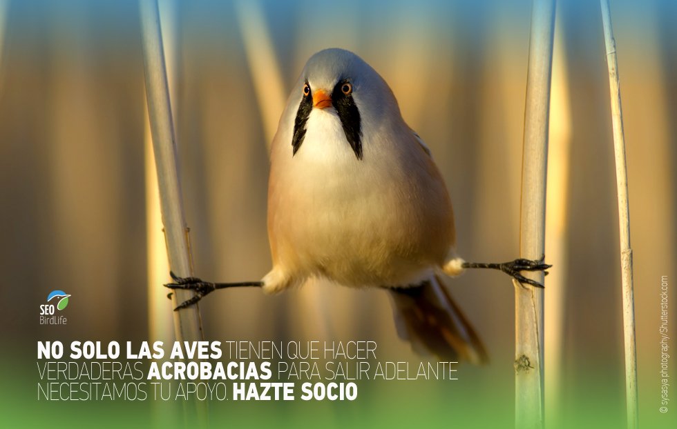 SEO/BirdLife tweet media