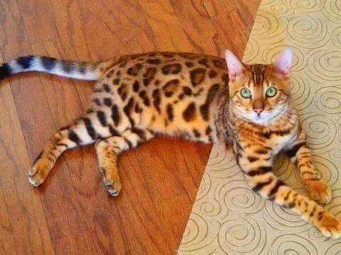 fatma (@fatos19861986) on Twitter photo 