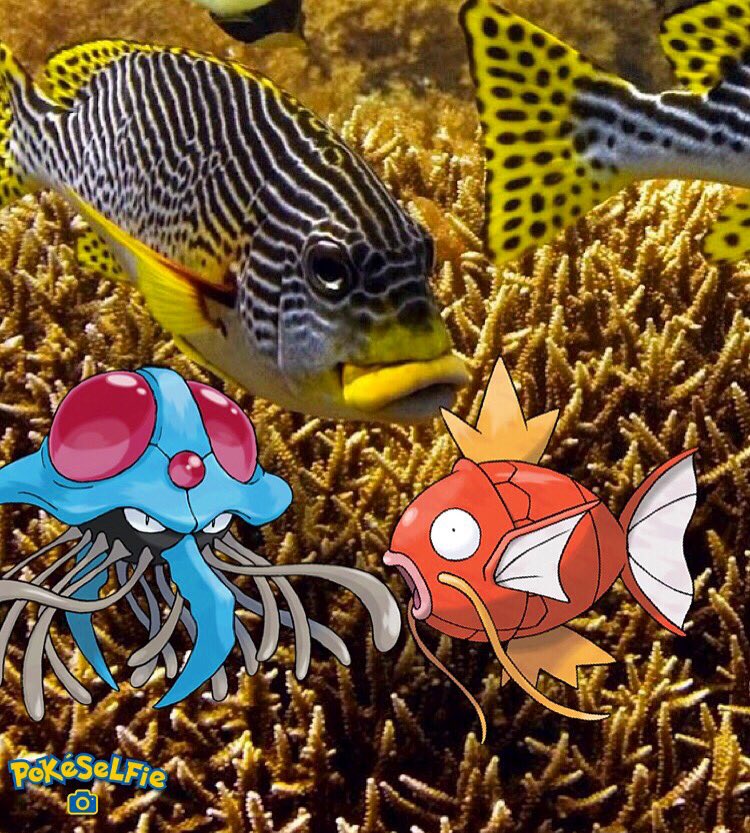 sgstudio4's tweet photo. Make #funny pic collages with this #app wid ur fav #pokemon! #iOS https://t.co/jtkQmFJ4x7
#pokemongo #PokemonGOth https://t.co/hR3y9ZnQqQ