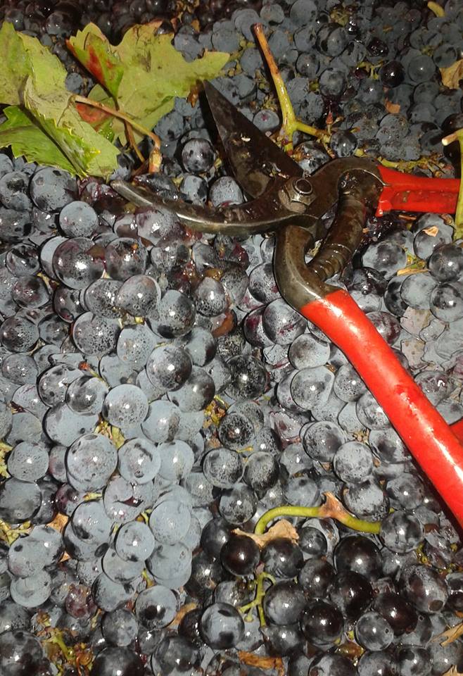 leradicideltemp's tweet photo. #vendemmia2016: presso le #leradicideltempo si vinifica il #primitivo https://t.co/4Fd6vzl95A